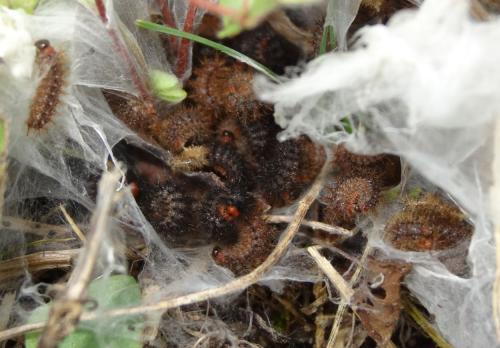 Réf. 191 371 : Melitaea cinxia